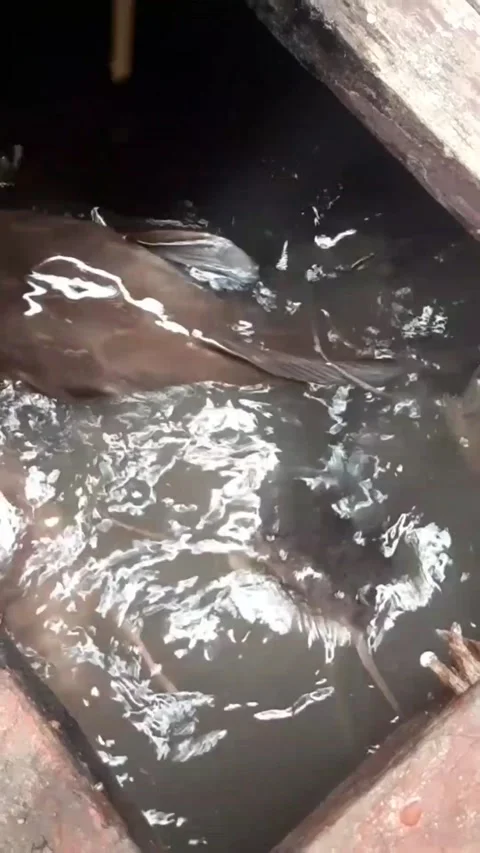 Catfish in the pond fighting over each other for food Stock Footage 214191976