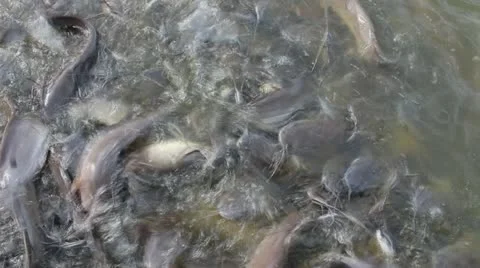 Catfish in the pond Stock Footage 20454738