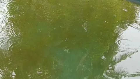 Catfish pond Stock Footage 229601072