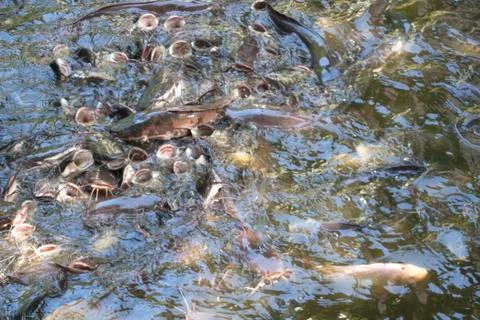 Catfish in the pond Foto stock