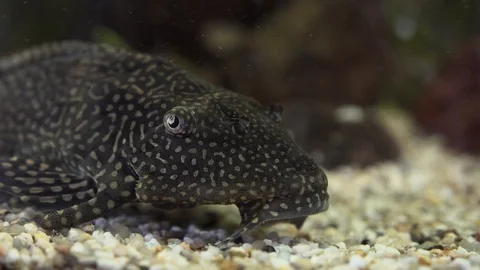 Catfish pterigoplicht leopard in an aquarium Stock-Footage 111949554
