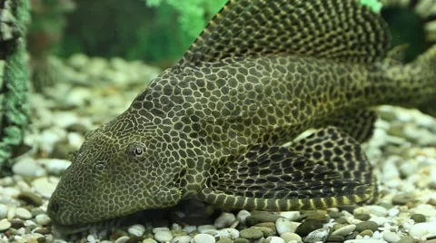 Catfish pterigopliht and fish parrots Video stock 51551901