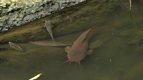 Catfish Resting in Shallow Tropical Pond 库存影片 340600849