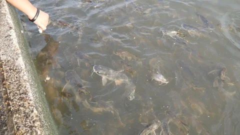 Catfish in river Stock Footage 104912462