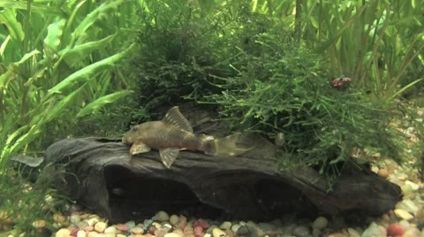 Catfish on the rock Video stock 8156726
