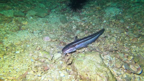 Catfish at Sharkpoint Stock Footage 139611612