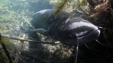 Catfish (silurus glanis) 스톡 동영상 84005174