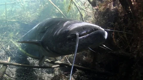 Catfish (silurus glanis) Stock-Footage 84005179
