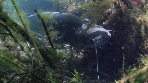 Catfish (silurus glanis) Stock-Footage 84005191