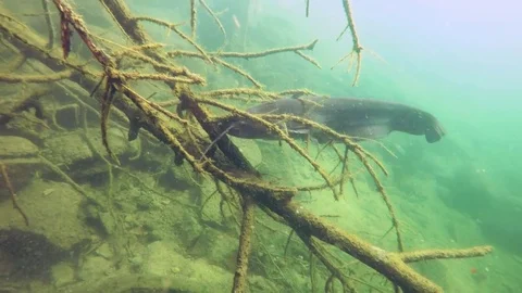 Catfish (silurus glanis) Stock-Footage 84194945