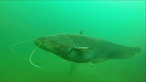 Catfish (Silurus glanis) Stock Footage 125774502