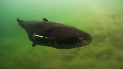 Catfish (Silurus glanis) Stock Footage 202140066
