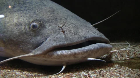 Catfish stares silent Stock Footage 40708460