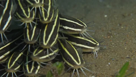 Catfish is staying on a bottom of the sea Stock Footage 138983605