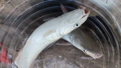 Catfish still Breathing Video stock 149449956
