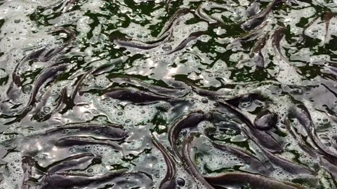 Catfish Stranded at the Bottom During Pond Cleaning Stock Footage 321727148