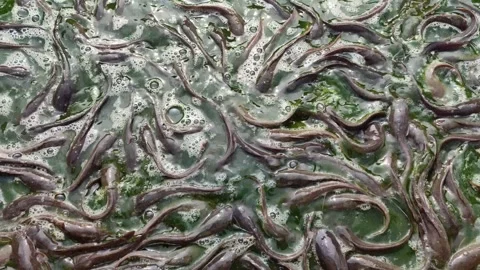 Catfish Stranded at the Bottom During Pond Cleaning Stock Footage 321727193