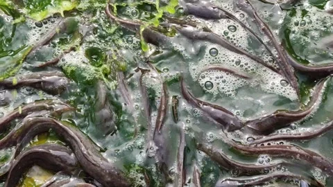 Catfish Stranded at the Bottom During Pond Cleaning Stock Footage 321727199