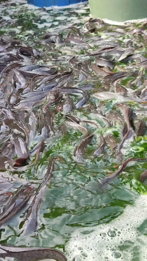 Catfish Stranded at the Bottom During Pond Cleaning Stock Footage 321727200