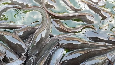 Catfish Stranded at the Bottom During Pond Cleaning Video stock 321727206