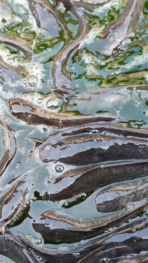 Catfish Stranded at the Bottom During Pond Cleaning Video stock 321727209