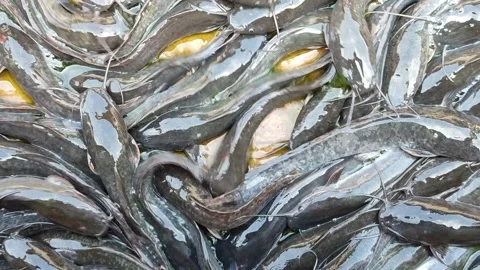 Catfish Stranded at the Bottom During Pond Cleaning Stock Footage 321727226