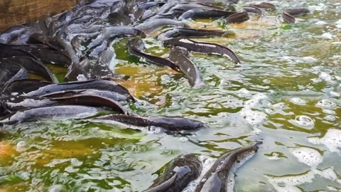Catfish Stranded at the Bottom During Pond Cleaning Video stock 321727227