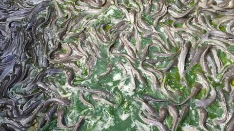 Catfish Stranded at the Bottom During Pond Cleaning Stock Footage 321727228