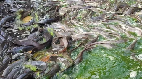 Catfish Stranded at the Bottom During Pond Cleaning Stock Footage 321727244