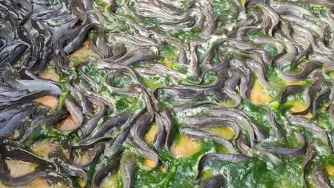 Catfish Stranded at the Bottom During Pond Cleaning Video stock 321727245