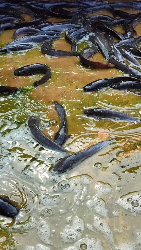Catfish Stranded at the Bottom During Pond Cleaning Stock Footage 321727264