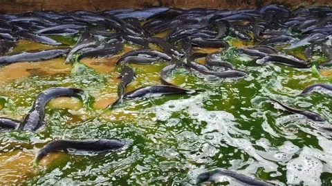Catfish Stranded at the Bottom During Pond Cleaning Stock Footage 321727268