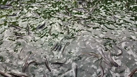 Catfish Stranded at the Bottom During Pond Cleaning Video stock 321727284