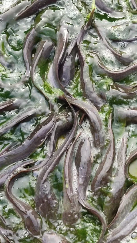 Catfish Stranded at the Bottom During Pond Cleaning Video stock 321727303
