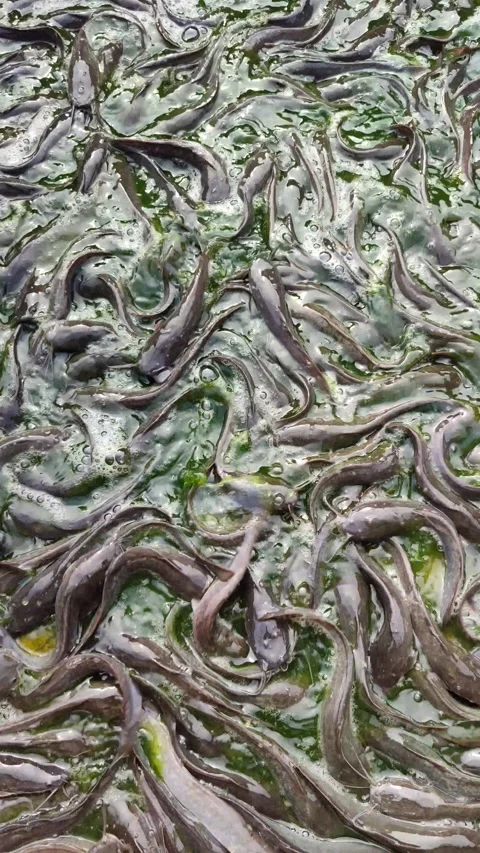 Catfish Stranded at the Bottom During Pond Cleaning Video stock 321727312