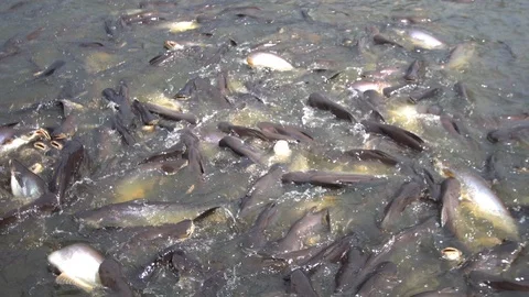 Catfish, Striped Catfish in river Stock-Footage 89584991