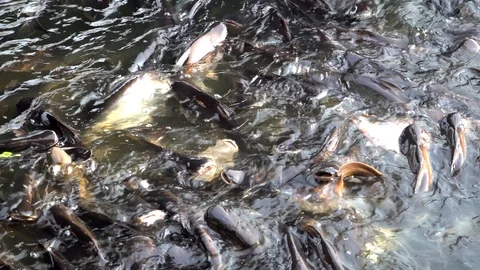 Catfish, Striped Catfish in river Stock Footage 97810186