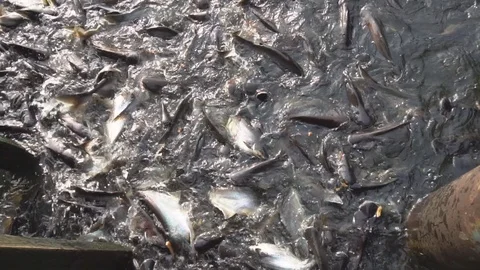 Catfish, Striped Catfish in river, slow motion Stock Footage 85966036