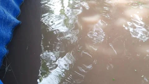 Catfish Surfacing with Long Barbels in Murky Pond, Close-up Shot of Fish He.. Stock-Footage 337952536