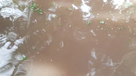 Catfish Surfacing in Murky Pond, Active Water Ripples and Foraging Behavior.. 스톡 동영상 337952544
