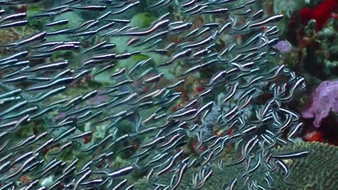 Catfish swarm 4K Stock Footage 331276525