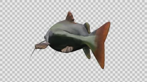 Catfish Swimming - Back Left View - Looped With Embedded Alpha Channel Video stock 61794411