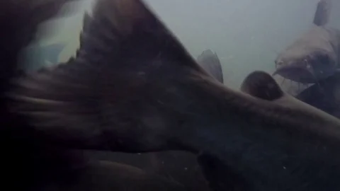 Catfish Swimming 스톡 동영상 70600521