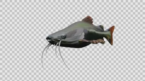 Catfish Swimming - Front Left View - Looped With Embedded Alpha Channel Vídeos de archivo 61794521