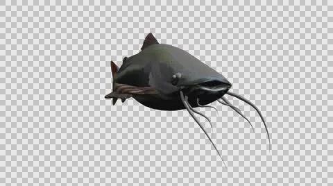Catfish Swimming - Front Right View - Looped With Embedded Alpha Channel Vídeos de archivo 61794339