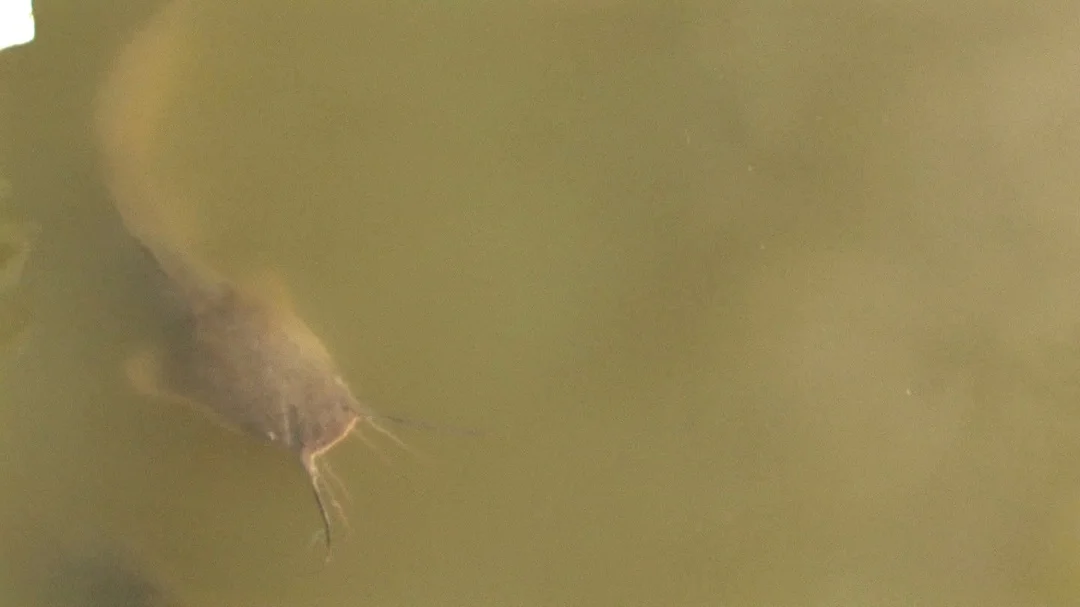 Moving Catfish Out Of The Pool!  Siluriformes, swimming pool