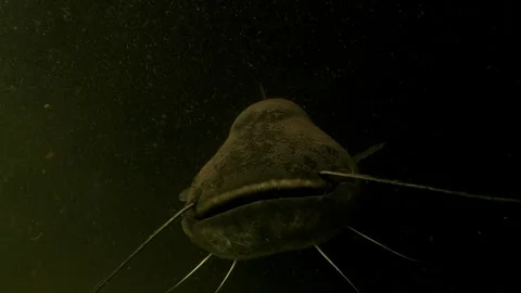 Catfish swims to camera in slow motion, touches with barbels, black background Stock Footage 346560172