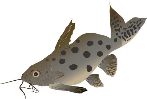 Catfish synodontis (Synodontis ocellifer) Stock Illustration