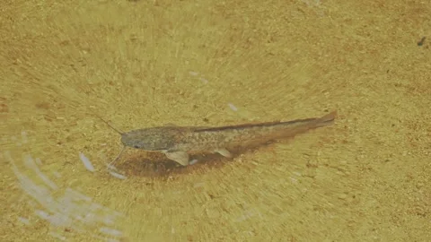 A catfish in transparent water. Close up view. Stock Footage 332532691