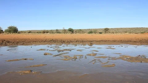 Catfish trapped in mud Video stock 77380748